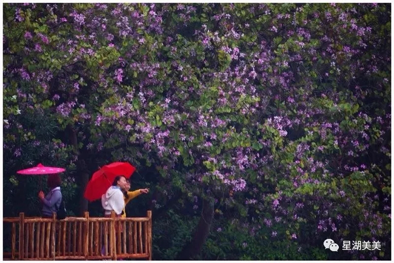 快拿起手机，“星湖最美的花季”摄影大赛万元奖金等你来拿！